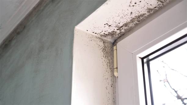 Best Crawl Space Mold Removal  in Minonk, IL